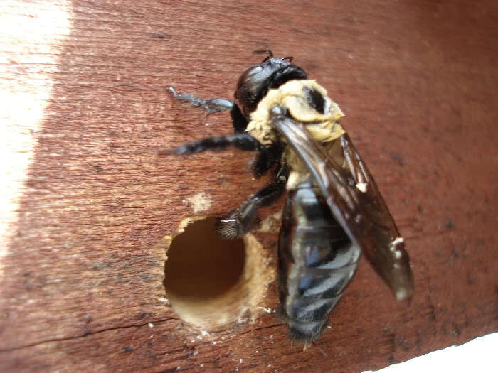 Mitigate Carpenter Bee Damage Cottins Hardware